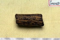 藏品(鹿角)的圖片